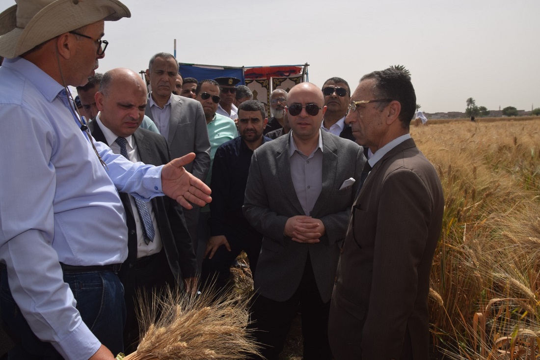 افتتاح موسم حصاد القمح  بأحد حقول إهناسيا الخضراء